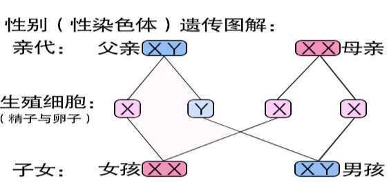乌克兰三代贵州代怀代生三代贵州代怀代生价格